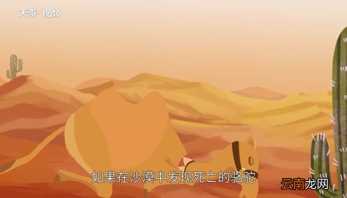 为什么沙漠中渴死的骆驼不能碰沙漠中骆驼会不会渴死