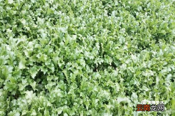 金芥菜的功效与作用 金芥菜主要有什么功效