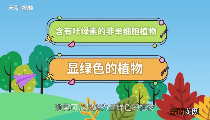 绿色植物的作用 绿色植物有什么作用