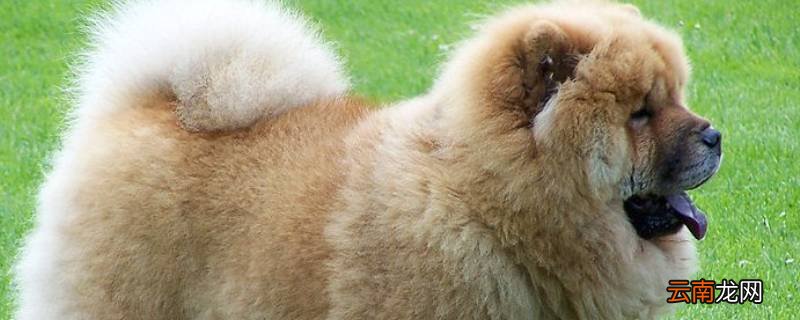 松师犬可以喂鸡珍吗