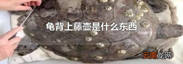 龟背上藤壶是什么东西