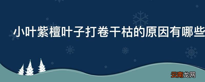 小叶紫檀叶子打卷干枯的原因有哪些