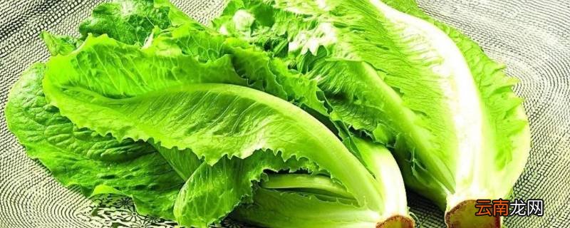 10至30天收成的菜