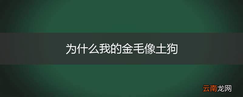 为什么我的金毛像土狗