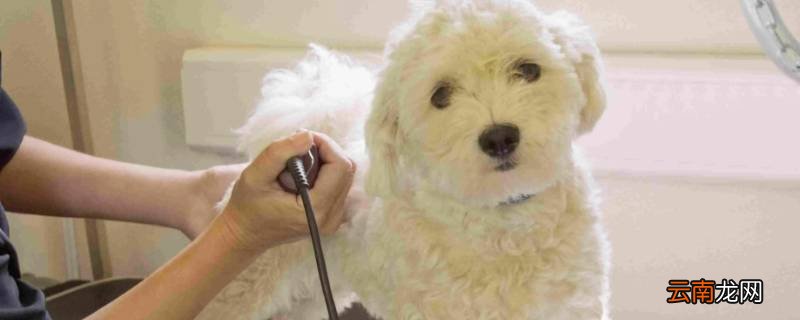 宠物美容定头高怎么定