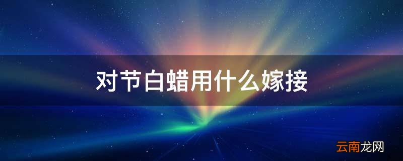 对节白蜡用什么嫁接