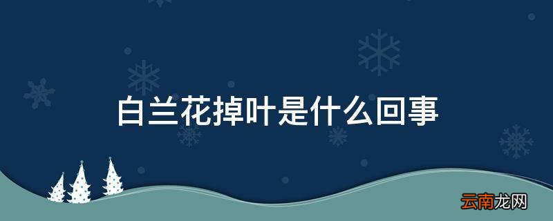 白兰花掉叶是什么回事