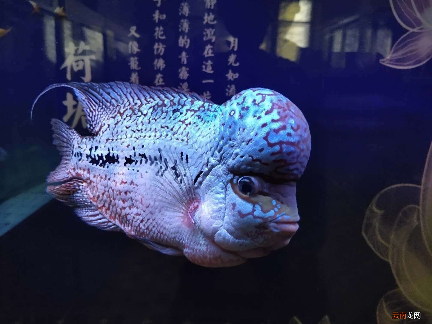 鱼缸水白浑可自行恢复吗 鱼缸换水后水变白雾浑浊的原因
