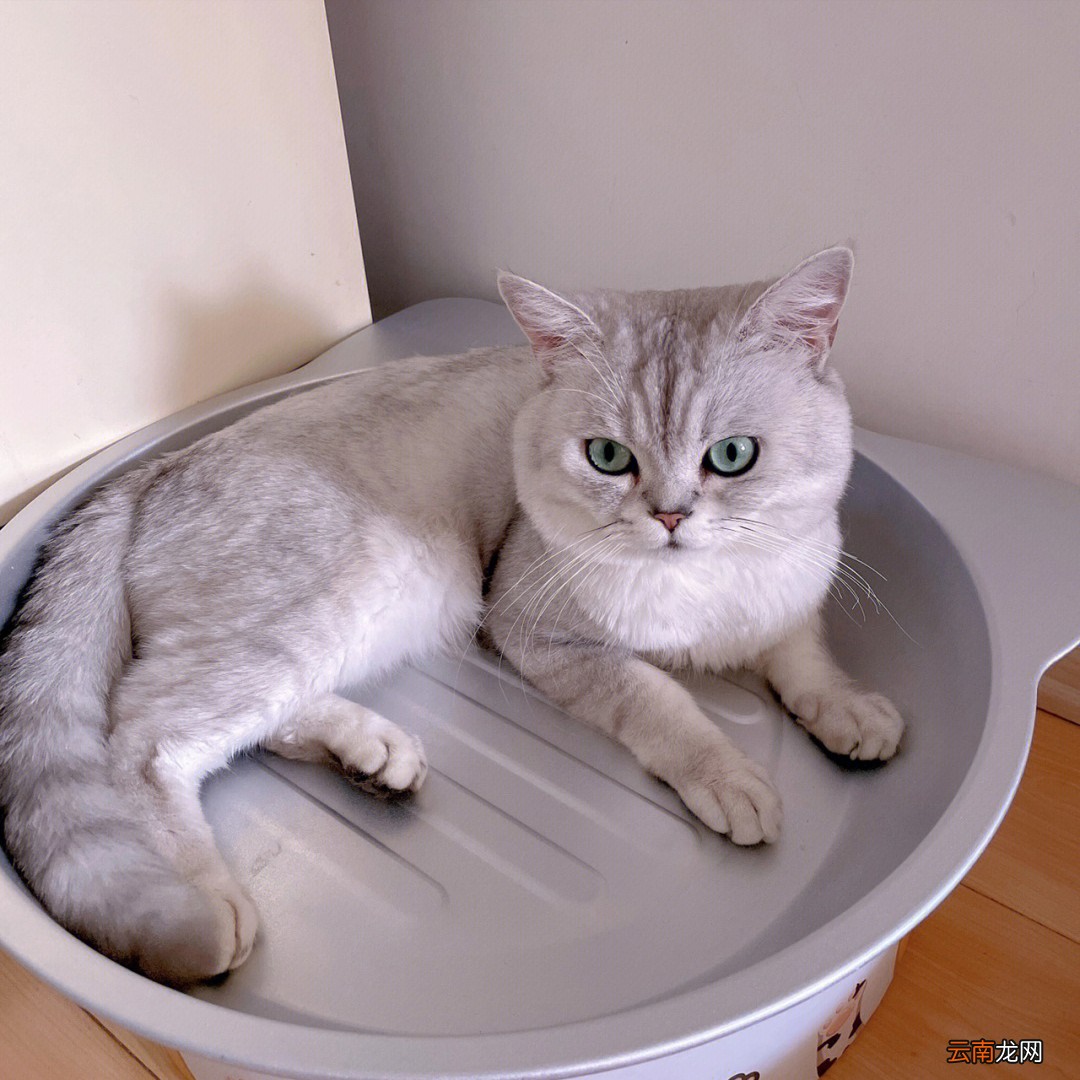 银渐层猫受欢迎的原因 银渐层层属于什么品种的猫