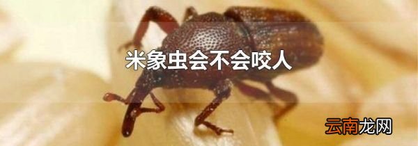 米象虫会不会咬人