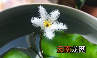 一叶莲能养多久 一叶莲怎么养才开花