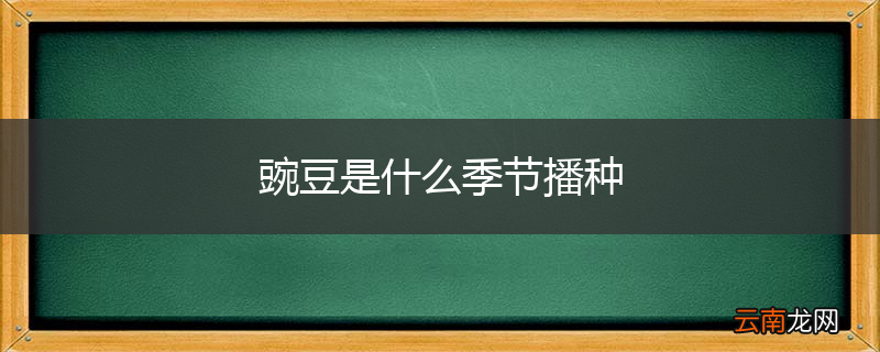 豌豆是什么季节播种