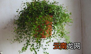 怎么才把千叶吊兰养好，千叶吊兰的种植方法