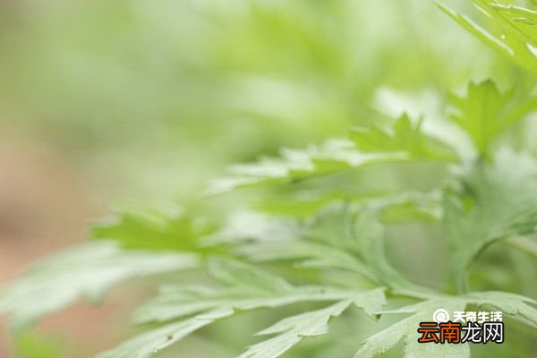艾叶泡水洗头有什么功效 艾叶泡水洗头