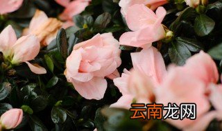 杜鹃老桩怎么养才易成活，杜鹃花怎么养老桩