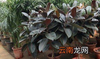 夏天橡皮树怎么养才长得茂盛 橡皮树怎么管理更加茂盛