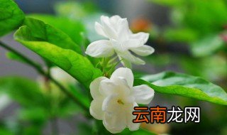 茉莉怎么养 茉莉怎么养才能更旺盛