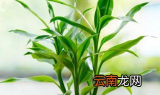 富贵竹怎么养才能长高 富贵竹怎么养才长得高