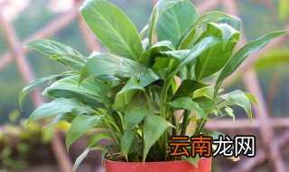 白掌怎么养才不会枯萎 白掌养了一段时间它就枯萎了