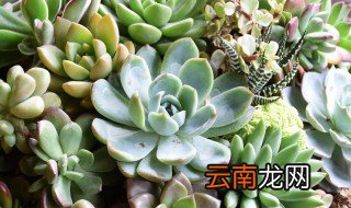 多肉怎么养才最香 多肉花怎么养才好