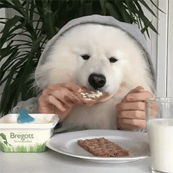 这几种食物狗狗最好不要碰 狗狗可以吃枇杷吗