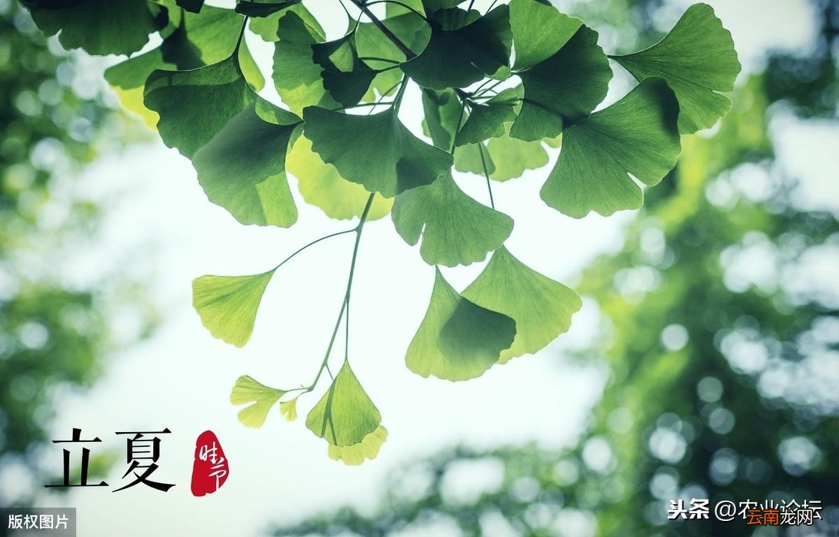 带你了解立夏世界的4种经典习俗 立夏风俗活动有哪些