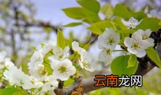 梨树怎么养才旺盛，梨树好养吗