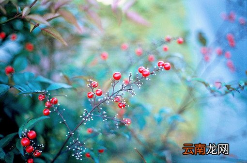 抗春季过敏6种自然方法