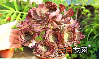 多肉植物法师怎么养才好看 多肉法师要怎么养长得才直