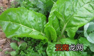 青菜怎么养才不长虫 如何让青菜不长虫