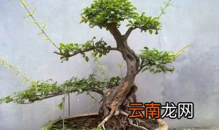 冬季雀梅怎么养才茂盛，冬天种雀梅能活吗