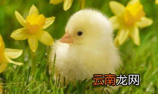 鸡棚怎么养才能散养小鸡 如何在大棚养小鸡