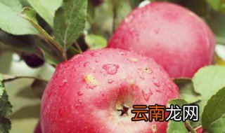 苹果怎样吃最好有营养 苹果怎么好吃又营养
