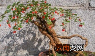 枸杞盆栽怎么养才长得好，枸杞盆栽好养吗