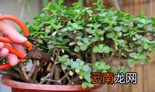 金枝玉叶怎么养才开花 金枝玉叶怎么养才变红