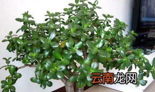 玉树怎么养才最好，玉树好养吗应该注意点什么