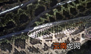 黑鱼怎么养殖 黑鱼怎么养殖技术