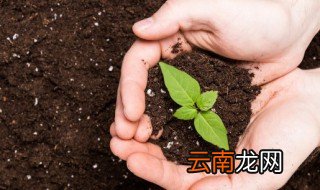 播菜籽后下大雨怎么办 种的菜籽发芽了下雨怎么办