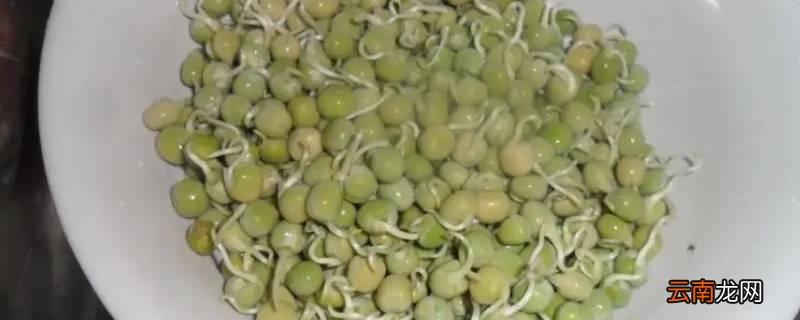 豌豆芽发了根还能发吗