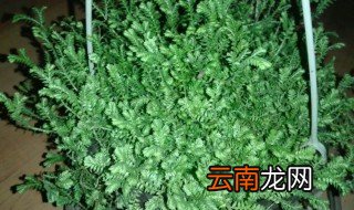 草柏怎么养 卷柏草怎么养