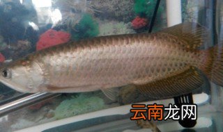 星点龙怎么养，星点龙怎么养能凶猛