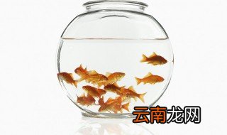 抓鱼怎么养才最好 抓鱼好不好