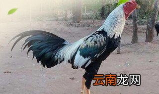 斗鸡要怎么养才不怕土鸡 斗鸡怎么训练才能不怕土鸡