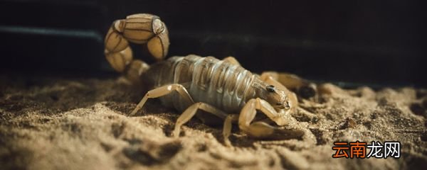蝎子的生活环境及特点 蝎子生活在什么地方