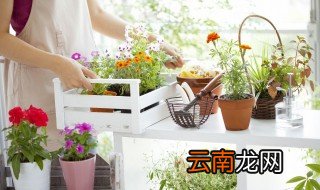 宽叶十万错怎么养才长得好 宽叶十万错养殖方法