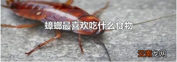 蟑螂最喜欢吃什么食物
