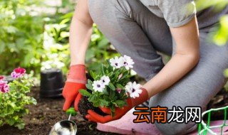 怎样能使花长的茂盛 花怎么养才开的茂盛