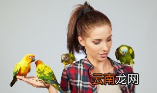 画眉怎么养才能叫好 养画眉怎么养才不怕人