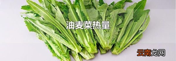油麦菜热量