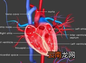 心脏堵塞多少会突发心梗,正常人会突发心肌梗塞吗